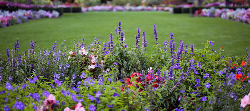 Création de jardins plantation végétal Beaucouzé